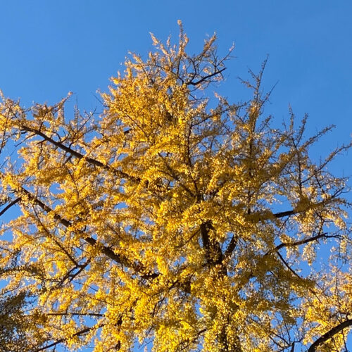 Di fronte agli alberi della Villa del Grumello